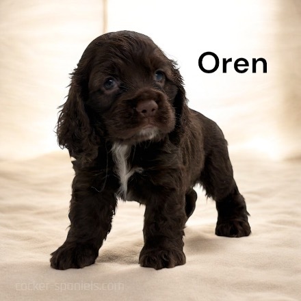 puppy, for, sale, Cocker Spaniel, Joe & Cherri  Overlease, dog, breeder, Miller, MO, dog-breeder, puppy-for-sale, forsale, nearby, find, puppyfind, locator, puppylocator, aca